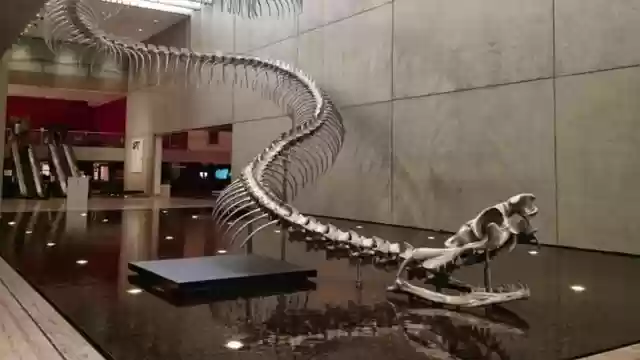 泰坦巨蟒阵容搭配图(大蛇悲鸣最简单阵容)插图1