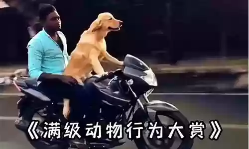 动物之战满级阵容怎么搭配插图