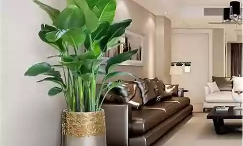 客厅绿植风水阵容插图