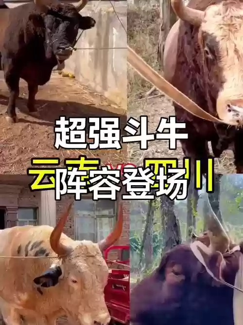 斗牛级阵容插图1