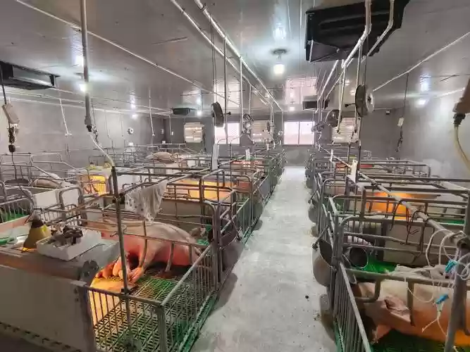 标准养猪阵容插图1