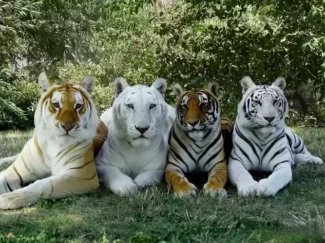老虎阵容图片插图