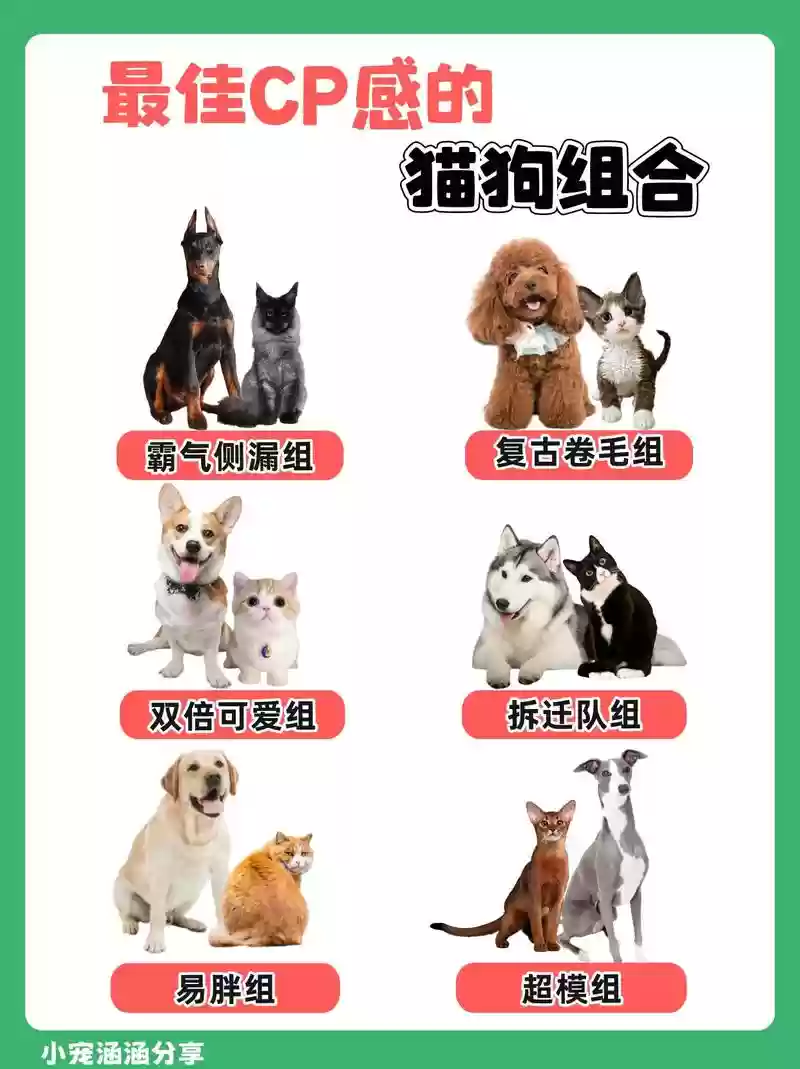 猫狗阵容插图1