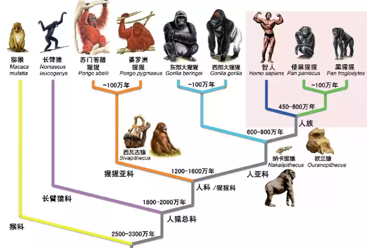 达尔文进化阵容插图