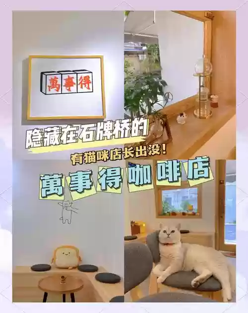猫咖啡店攻略会生小猫插图