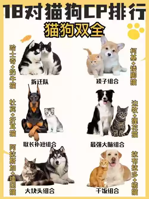猫狗阵容插图