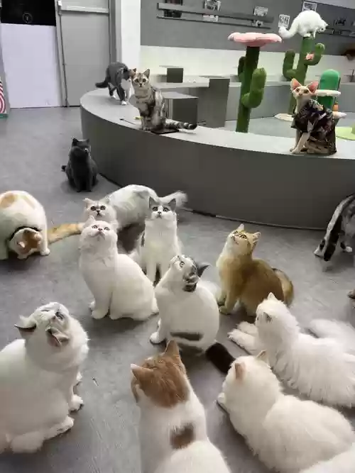 猫猫阵容搭配插图