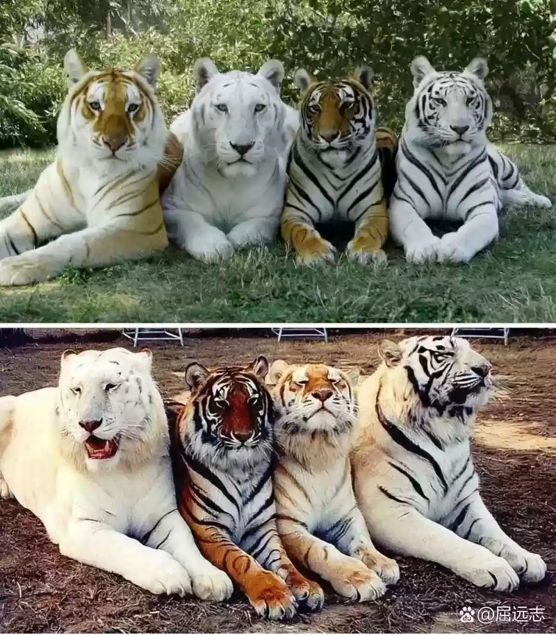 老虎阵容图片插图1