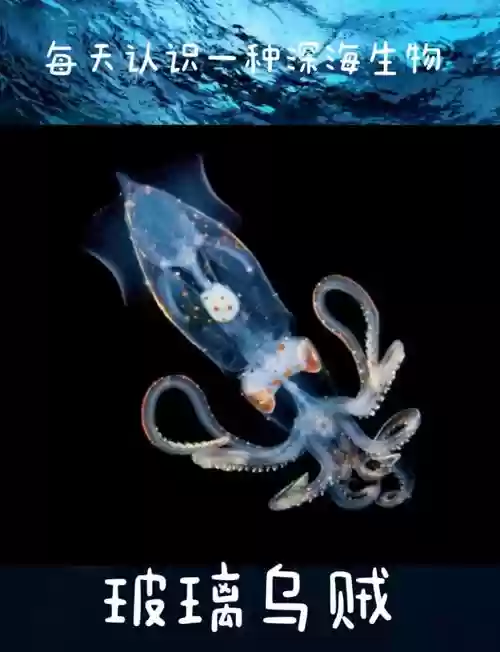 玻璃乌贼阵容搭配，玻璃乌贼简笔画插图